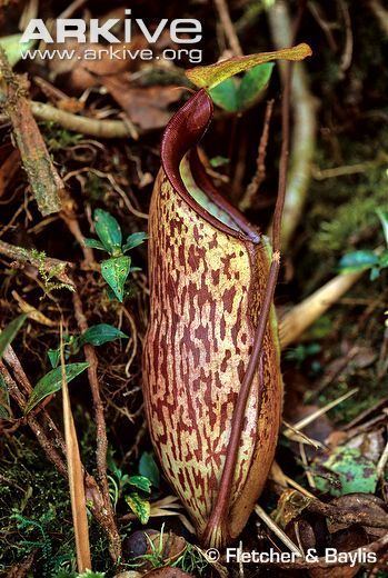 Nepenthes macfarlanei Pitcher plant videos photos and facts Nepenthes macfarlanei ARKive