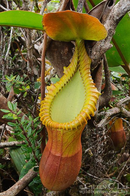 Nepenthes macrophylla Stock Photograph of Nepenthes macrophylla from Sabah Malaysia