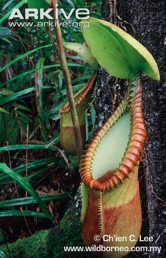 Nepenthes macrophylla Pitcher plant videos photos and facts Nepenthes macrophylla ARKive