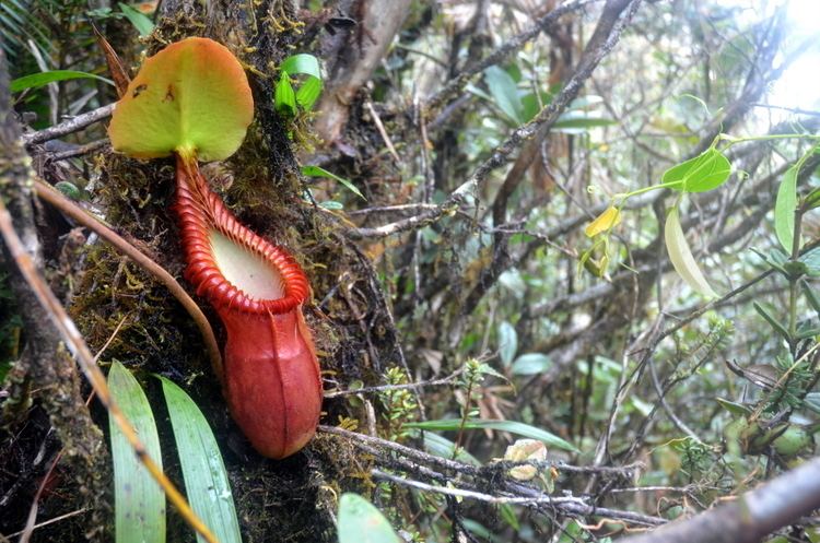 Nepenthes macrophylla Jeremiah39s Photos Giant Nepenthes Tour Oct 2012 Carnivorous