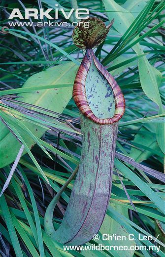 Nepenthes macrovulgaris Pitcher plant videos photos and facts Nepenthes macrovulgaris