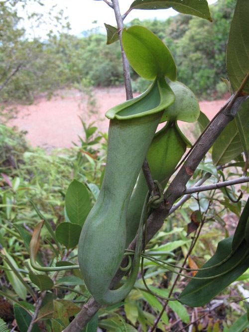 Nepenthes macrovulgaris FileNepenthes macrovulgaris upper3jpg Wikimedia Commons