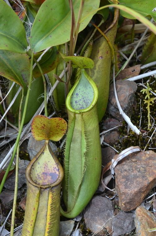 Nepenthes macrovulgaris Jeremiah39s Photos Giant Nepenthes Tour Oct 2012 Tropical Pitcher