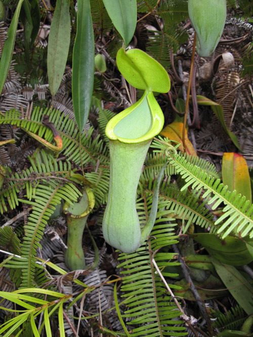 Nepenthes macrovulgaris FileNepenthes macrovulgaris bluejpg Wikimedia Commons