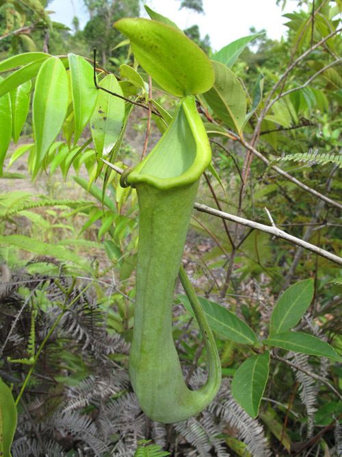 Nepenthes macrovulgaris FileNepenthes macrovulgaris upper ptjpg Wikimedia Commons