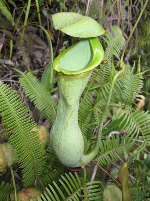 Nepenthes macrovulgaris - Alchetron, the free social encyclopedia