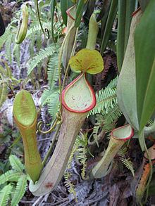 Nepenthes macrovulgaris httpsuploadwikimediaorgwikipediacommonsthu