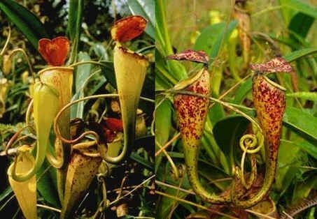 Nepenthes madagascariensis Nepenthes Madagascariensis Seeds Lowland Nepenthes Seeds