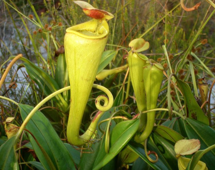 Nepenthes madagascariensis FileNepenthes madagascariensis pitcher with lynx spiderjpg
