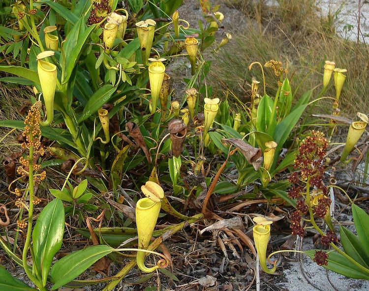 Nepenthes madagascariensis FileNepenthes madagascariensis plantsjpg Wikimedia Commons