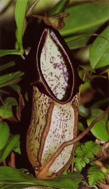 Nepenthes mapuluensis httpsuploadwikimediaorgwikipediaen774Nep