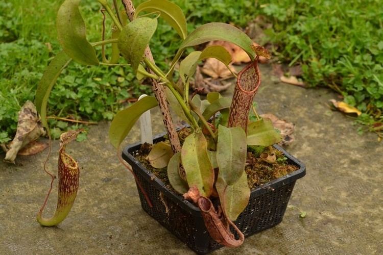Nepenthes maxima Nepenthes maxima 39mini maxima39 overview Nepenthes Carnivorous