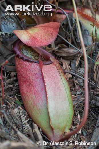 Nepenthes merrilliana Nepenthes photo Nepenthes merrilliana G94509 ARKive