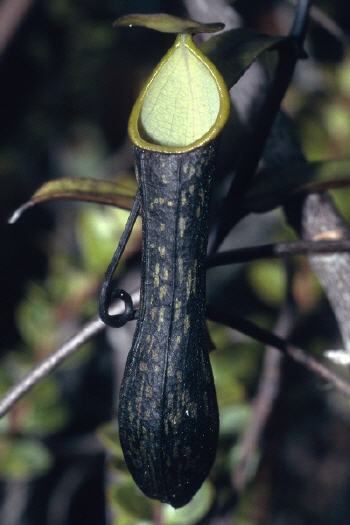 Nepenthes mikei Nepenthes mikei