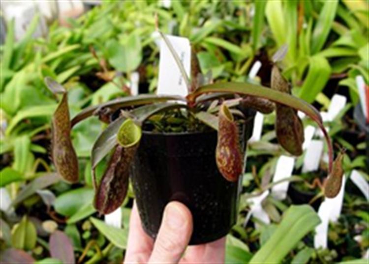 Nepenthes mikei Nepenthes mikei presented by Orchids Limited