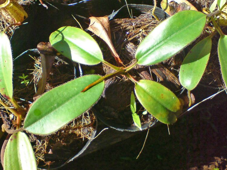 Nepenthes mindanaoensis Nepenthes mindanaoensis Nepenthaceae image 65880 at PhytoImages