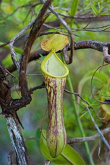 Nepenthes mindanaoensis httpsuploadwikimediaorgwikipediacommonsthu