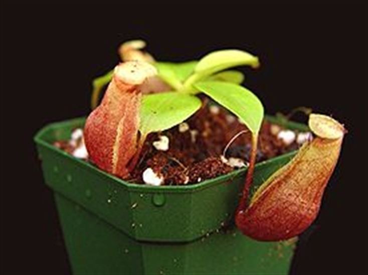 Nepenthes mira Nepenthes mira presented by Orchids Limited