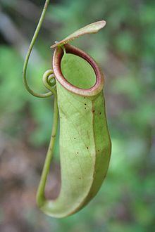 Nepenthes mirabilis httpsuploadwikimediaorgwikipediacommonsthu