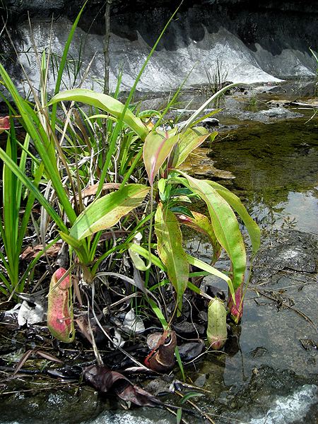 Nepenthes mirabilis Nepenthes mirabilis Lour Druce Checklist View