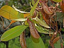 Nepenthes 'Miranda' httpsuploadwikimediaorgwikipediacommonsthu