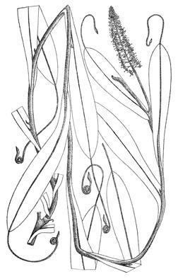 Nepenthes mollis httpsuploadwikimediaorgwikipediaen334Nep