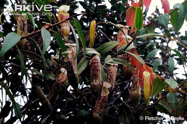Nepenthes muluensis Pitcher plant photo Nepenthes muluensis G50881 ARKive
