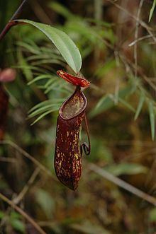 Nepenthes muluensis httpsuploadwikimediaorgwikipediacommonsthu