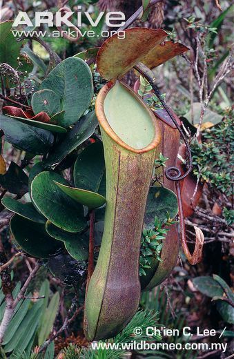 Nepenthes murudensis Pitcher plant videos photos and facts Nepenthes murudensis ARKive