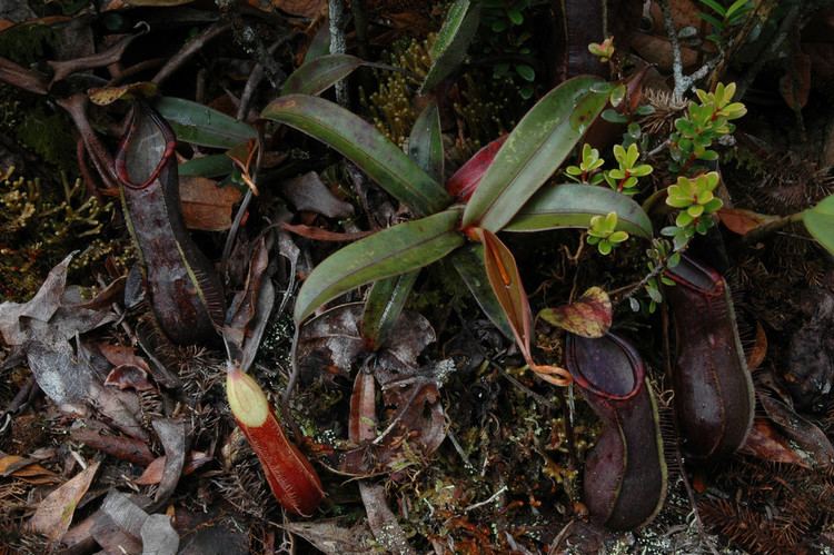 Nepenthes murudensis Nepenthes murudensis plant Photo by Rich Ellis This phot Flickr