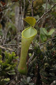 Nepenthes murudensis httpsuploadwikimediaorgwikipediacommonsthu