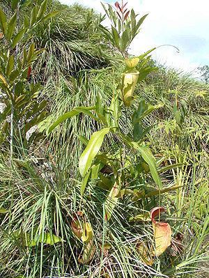 Nepenthes neoguineensis Nepenthes neoguineensis Wikipedia