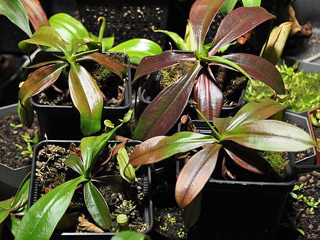 Nepenthes neoguineensis N neoguineensis Nepenthes Carnivorous Plants UK