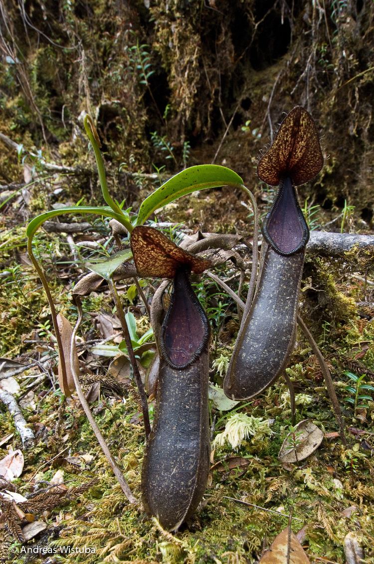 Nepenthes nigra Nepenthes nigra Gunung Katopasa