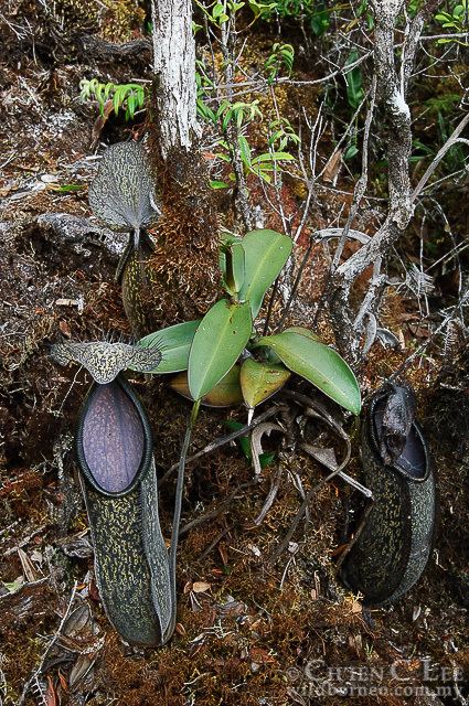 Nepenthes nigra Stock Photograph of Nepenthes nigra from Central Sulawesi Indonesia