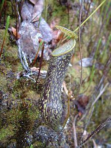 Nepenthes nigra httpsuploadwikimediaorgwikipediacommonsthu