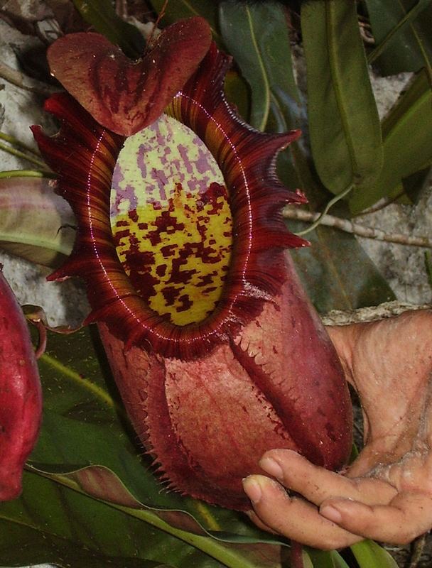 Nepenthes northiana Nepenthes northiana Botany Photo of the Day