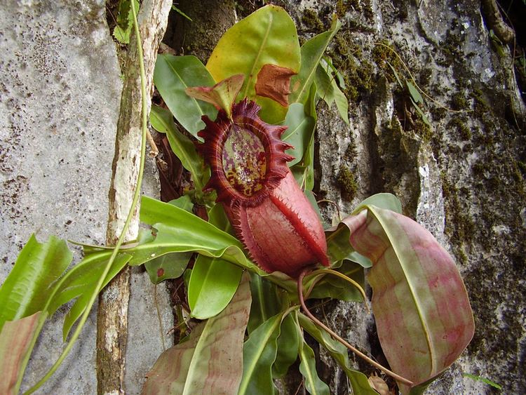 Nepenthes northiana Nepenthes northiana Botany Photo of the Day