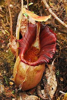 Nepenthes ovata httpsuploadwikimediaorgwikipediacommonsthu