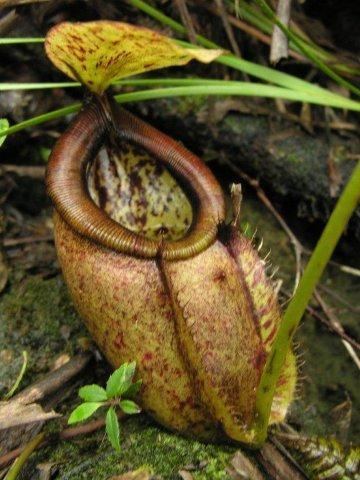 Nepenthes paniculata Lost Carnivorous Plant Rediscovered Redfern Natural History