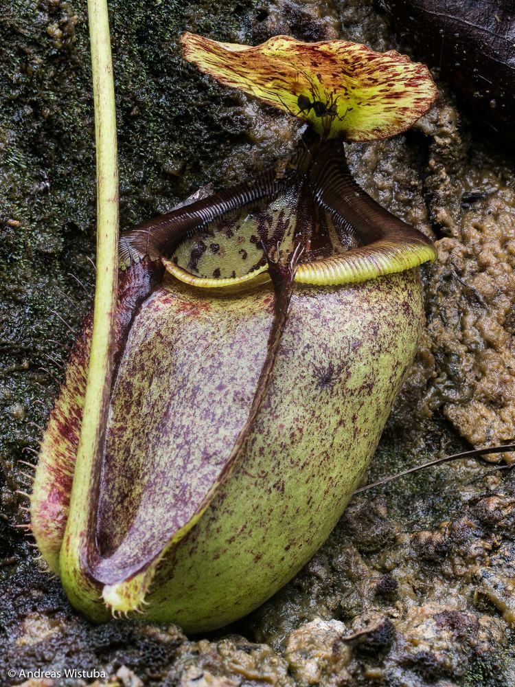 Nepenthes paniculata Hydnophytum caminiferum new species that has just been published