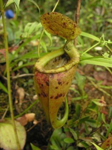 Nepenthes paniculata What would be the concept of Nepenthes paniculata A garden39s