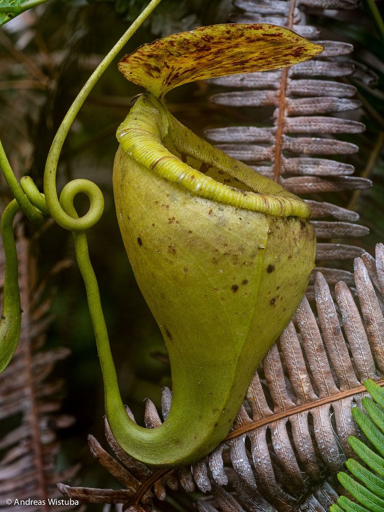 Nepenthes paniculata Hydnophytum caminiferum new species that has just been published