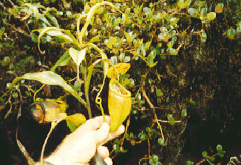 Nepenthes paniculata What would be the concept of Nepenthes paniculata A garden39s