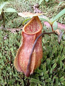 Nepenthes papuana httpsuploadwikimediaorgwikipediacommonsthu