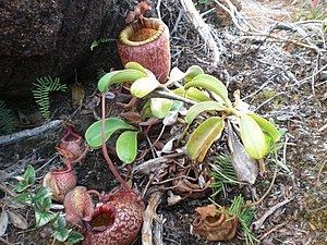 Nepenthes peltata httpsuploadwikimediaorgwikipediacommonsthu