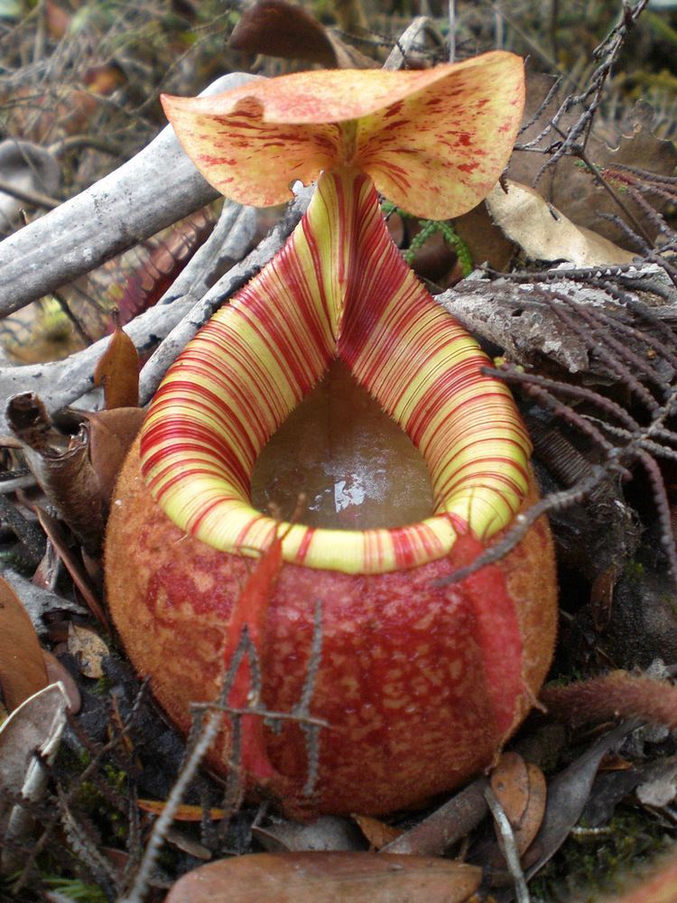 Nepenthes peltata Nepenthes peltata Wikipedia