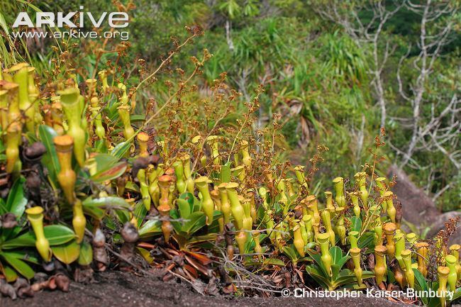 Nepenthes pervillei Pitcher plant photo Nepenthes pervillei G127303 ARKive