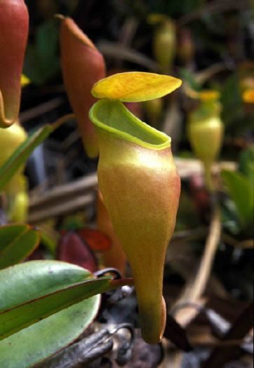 Nepenthes pervillei Nepenthes pervillei Seychelles