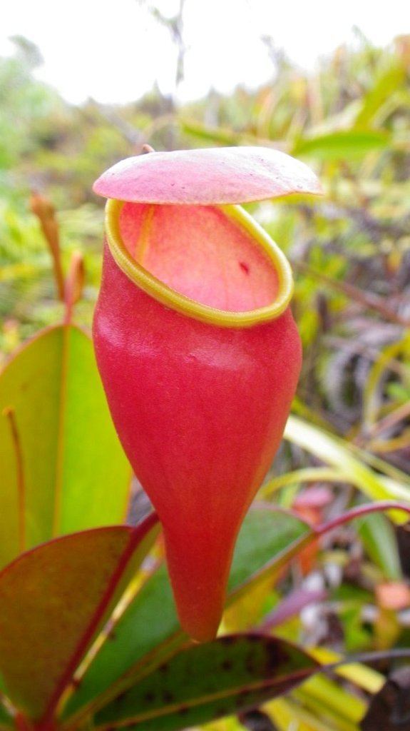 Nepenthes pervillei FileNepenthes pervillei pitcher2jpg Wikimedia Commons